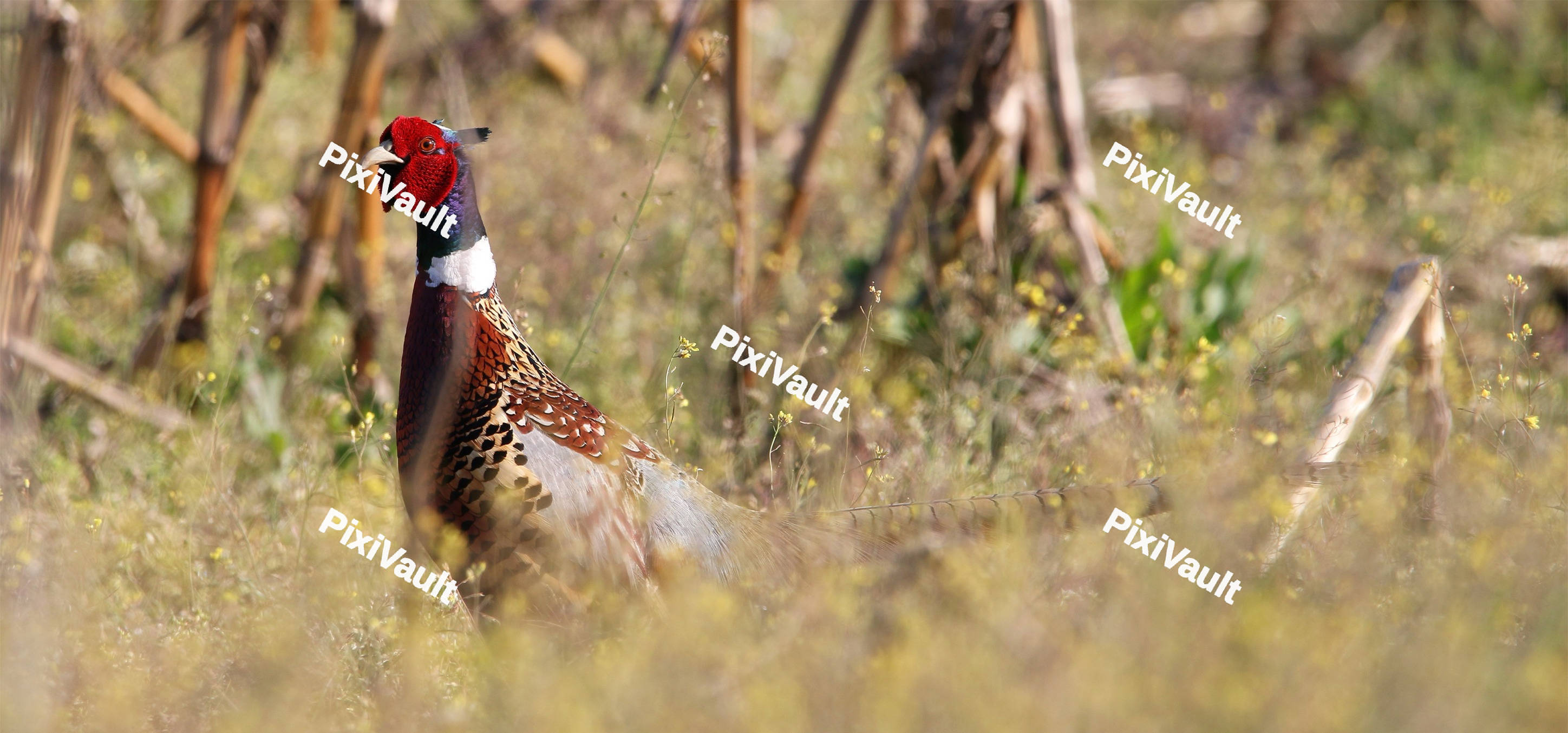 Ring-necked Pheasant
